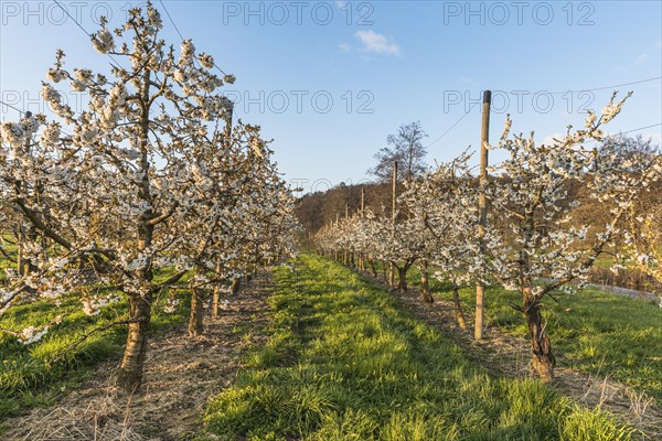 Orchard with flowering cherry trees (Prunus avium) in the evening light, Canton Thurgau, Switzerland, Europe