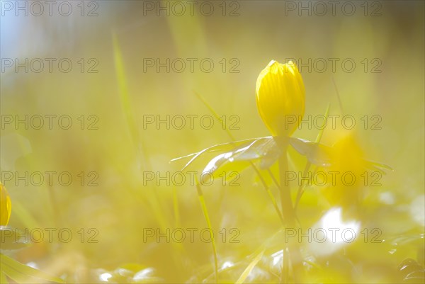 Blooming winter aconite (Eranthis hyemalis) (syn.: Eranthis hiemalis L.) in the grass on a sunny day in early spring, February, early bloomer, soft colour transitions, artistic image with blurred background, Allertal, Lower Saxony, Germany, Europe