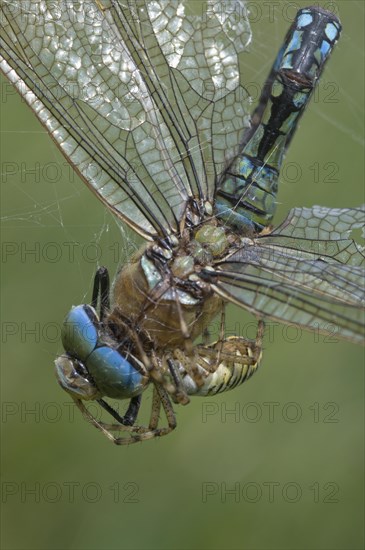 Wasp spider (Argiope bruennichi) with king dragonfly (Anax imperator), Emsland, Lower Saxony, Germany, Europe