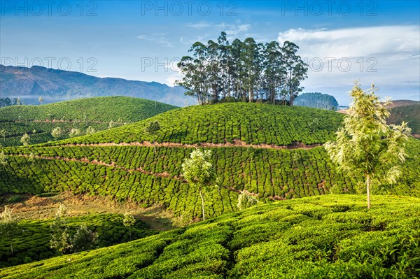 Kerala India travel background, green tea plantations in Munnar, Kerala, India, tourist attraction, Asia