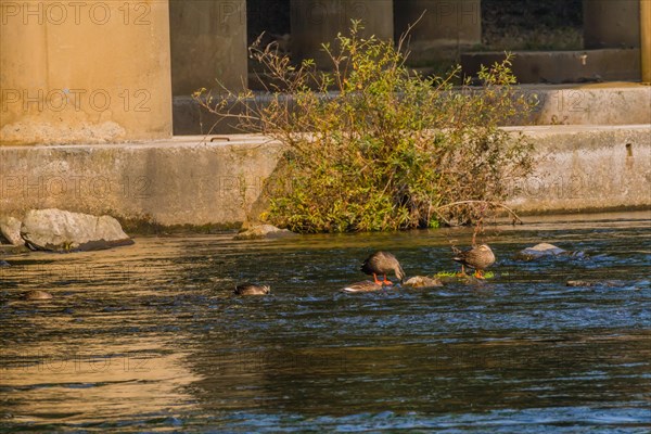 Five spot-billed ducks, two with their head under water together in a flowing river near a green bush and a bridge pylon