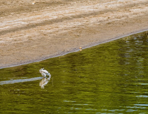 Snowy Egret hunting for food in shallow water near the shore of a lake