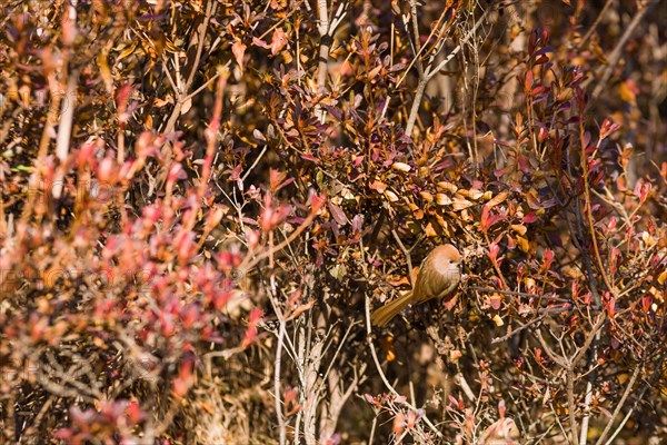 Small rose finch perched on branch of a bush with brown and red leaves