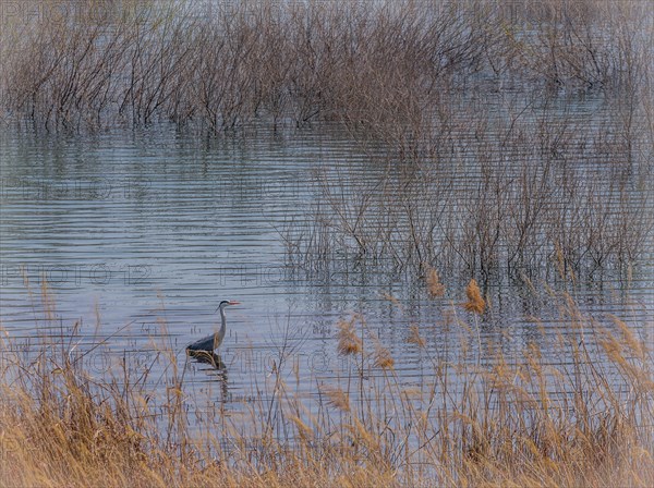 Young gray heron standing in shallow water surrounded by tall reeds and golden colored grass on a sunny morning