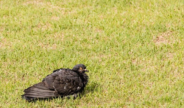 Closeup of black pigeon roosting on the ground in green grass