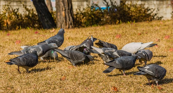 Closeup of a flock of rock pigeons feeding on the ground