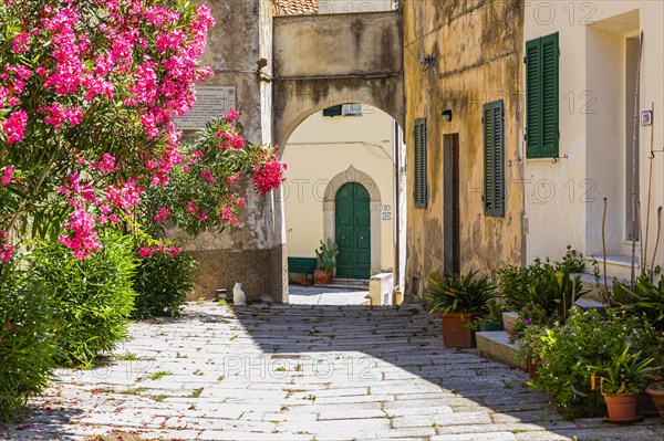 Narrow cobbled alley with potted plants and flowering bushes in Sant'ilario in Campo, Elba, Tuscan Archipelago, Tuscany, Italy, Europe