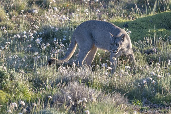 Cougar (Cougar concolor), silver lion, mountain lion, cougar, panther, small cat, Torres del Paine National Park, Patagonia, end of the world, Chile, South America