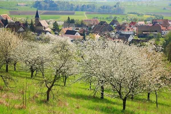 Cherry blossom near Schlaifhausen in Franconian Switzerland, district of Forchheim, Upper Franconia, Bavaria, Germany, Europe