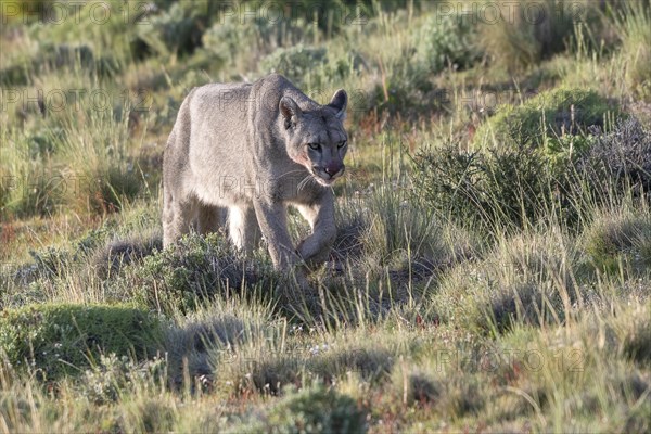 Cougar (Cougar concolor), silver lion, mountain lion, cougar, panther, small cat, Torres del Paine National Park, Patagonia, end of the world, Chile, South America