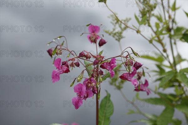 Lamprocapnos (Lamprocapnos spectabilis) or Herzerlstock, flowers, Germany, Europe