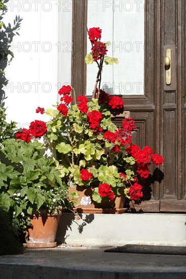 Red summer flowers in flower pots standing in front of a front door, Germany, Europe