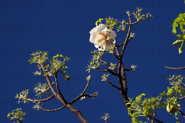African baobab (Adansonia digitata), baobab tree, blossoms, blossoming, fruit, blossoming, detail, tree fruit, blossom, deciduous tree, plant, flora, botany, striking, Namibia, Africa