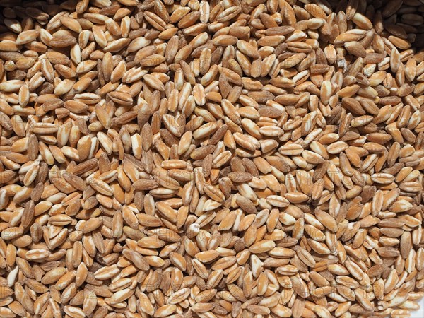 Emmer wheat cereals food