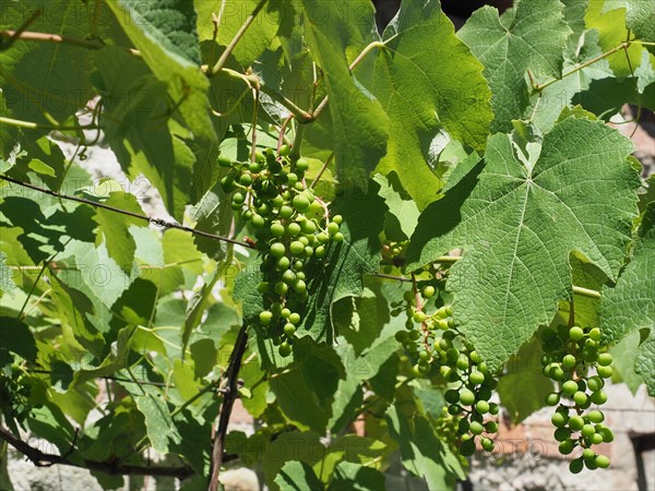 Grapevine plant Vitis vinifera