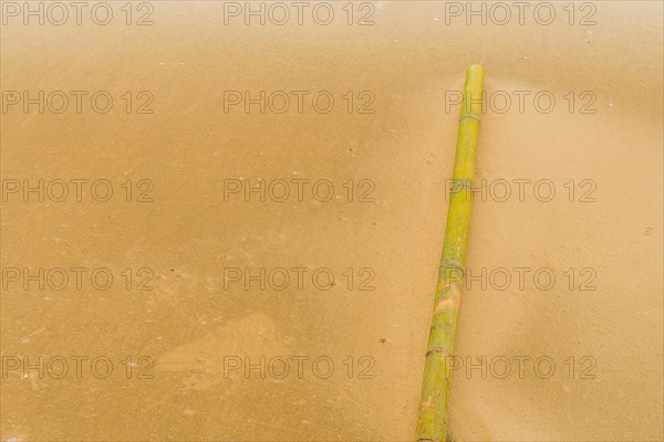 Solitary bamboo pole laying on windswept beach with streaks of sand being blown across the ground