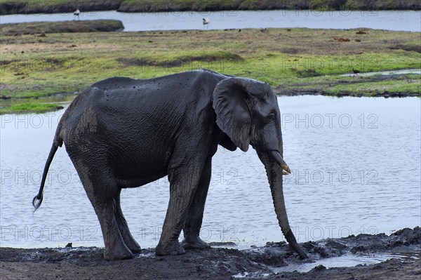 African elephant (Loxodonta africana), mammal, wild, free-living, wilderness, safari, ivory, drinking, drinking, Chobe National Park, Botswana, Africa