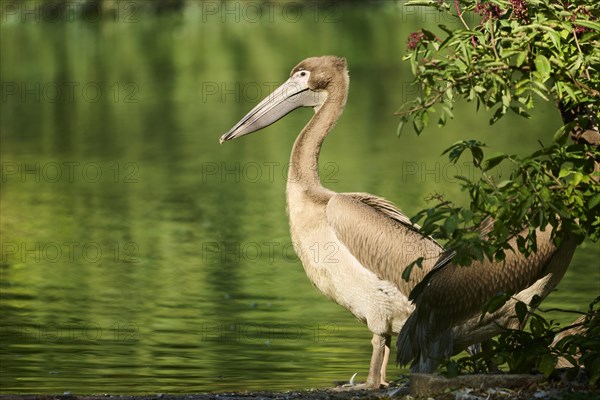 Great white pelican (Pelecanus onocrotalus) youngster, Bavaria, Germany, Europe