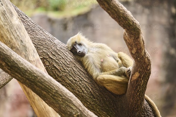 Guinea baboon (Papio papio) lying on a tree, Bavaria, Germany Europe