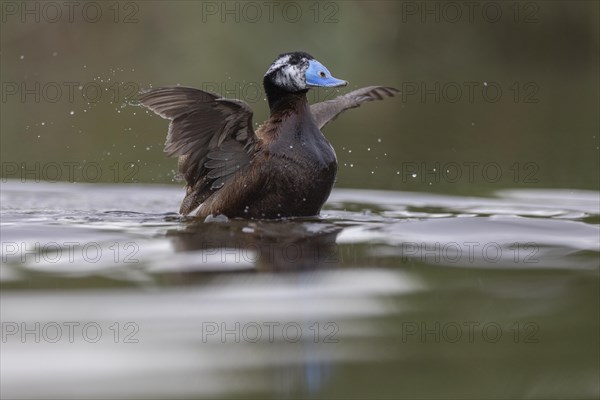 White-headed Duck (Oxyura leucocephala), El Taray wetland, Castilla-La Mancha, Spain, Europe