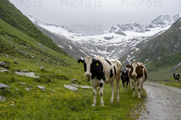 Cows on the alpine meadow, Schlegeisgrund valley, glaciated mountain peaks Hoher Weiszint and Schlegeiskees glacier, Berliner Hoehenweg, Zillertal, Tyrol, Austria, Europe