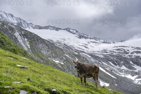 Cow on an alpine meadow, Schlegeisgrund valley, glaciated mountain peaks, Schlegeiskees glacier, Berliner Hoehenweg, Zillertal, Tyrol, Austria, Europe