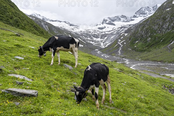 Cows grazing on the alpine meadow, Schlegeisgrund valley, glaciated mountain peaks Hoher Weiszint and Schlegeiskees glacier, Berliner Hoehenweg, Zillertal, Tyrol, Austria, Europe