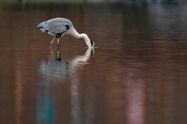 A grey heron fishing, Lake Kemnader, Ruhr area, North Rhine-Westphalia, Germany, Europe