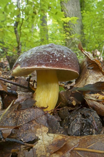 Red-legged boletus, red-legged boletus, felt boletus, felt boletus, Xerocomus, boletes, Boletaceae, boletaceae (Boletales) (Xerocomus chrysenteron), Hesse, Germany, Europe