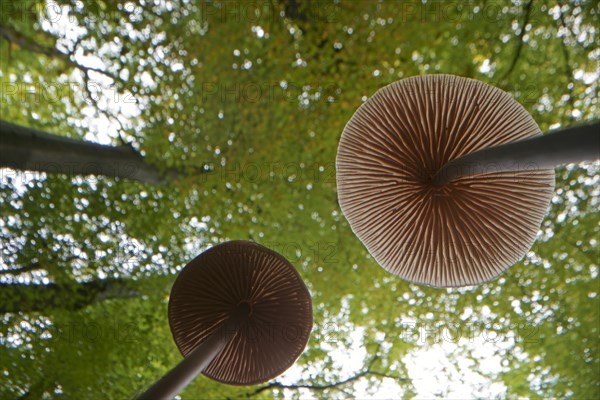 Long-stemmed garlic dwindler (Marasmius alliaceus), from below, lamellae, Hesse, Germany, Europe