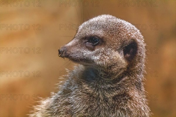 Portrait of a meerkat in vigilance, detailed fur in close-up, Allwetterzoo Muenster, Muenster, North Rhine-Westphalia, Germany, Europe