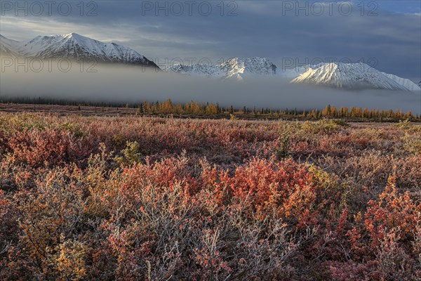 Tundra bushes in hoarfrost in front of snowy mountains in the morning light, fog, autumn, Parks Highway, Alaska Range, Alaska