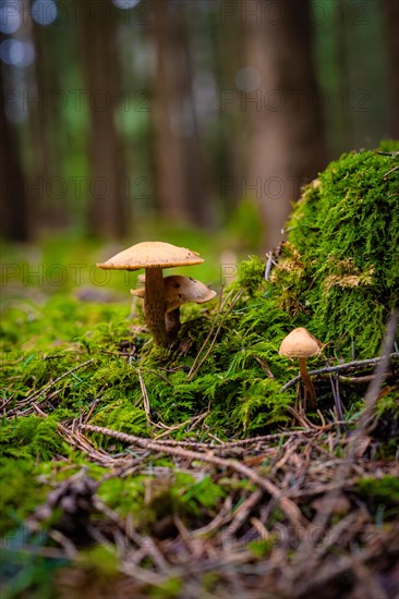 Two mushrooms growing from moss-covered soil in a shady forest, Unterhaugstett, Black Forest, Germany, Europe