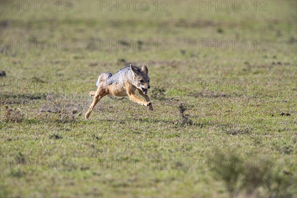 Black-backed jackal (Canis mesomeles) Masai Mara Kenya