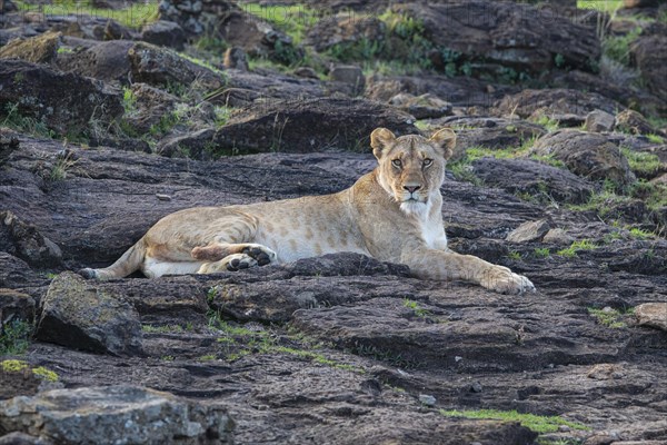 Lion (Panthera leo) Masai Mara Kenya