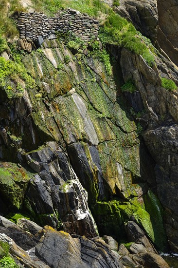 Moss-covered cliff below the Pointe Saint-Mathieu, Plougonvelin, Finistere department, Brittany region, France, Europe