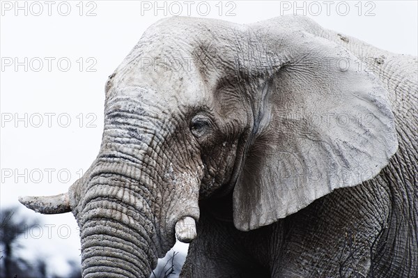 White African elephant (Loxodonta africana) in Etosha National Park, white from salt pan dust, animal, wild, free living, wilderness, safari, Namibia, South West Africa, Africa