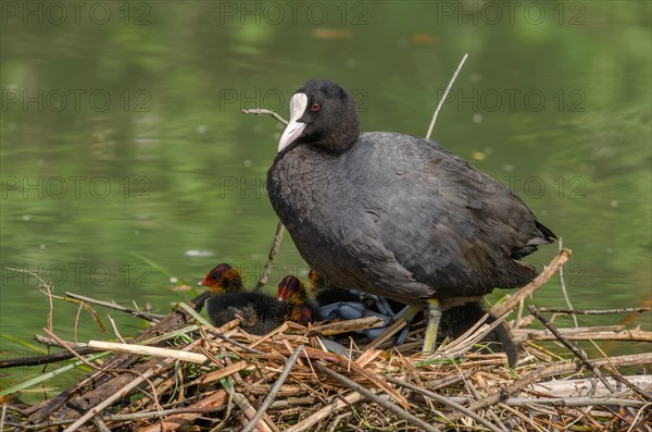 Common coot (Fulica atra) protecting its chicks on the nest. Bas-Rhin, Alsace, Grand Est, France, Europe