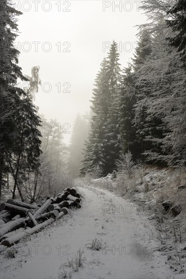 Winter landscape, forest, snow, fog, sun, Radenthein, Carinthia