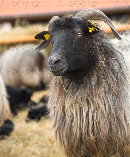 Grey horned Heidschnucke moorland sheep (Ovis gmelini aries), breed of domestic sheep, Nordic short-tailed sheep, ewe, sheep, female, portrait, head with expressive eyes, black fur and horns, long, grey, wavy sheep wool, in the background lambs in the straw and other old animals, sheepfold Amelinghausen, Lueneburg Heath, Lower Saxony, Germany, Europe