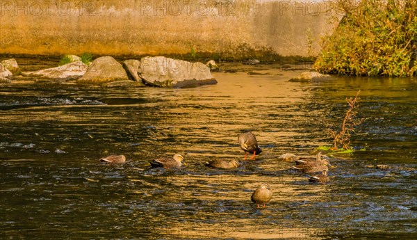Flock of spot-billed ducks swimming together in river on bright sunny morning