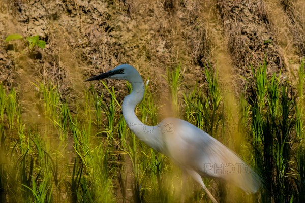 Closeup of adult snowy white egret hunting for food in a rice paddy on a sunny morning in South Korea with plants in the foreground blurred out