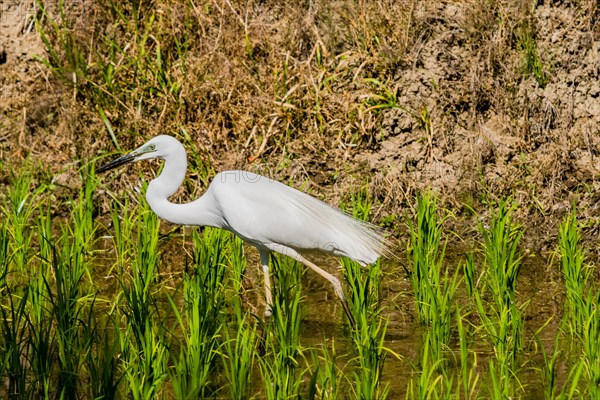 Closeup of adult snowy white egret hunting for food in a rice paddy on a sunny morning in South Korea