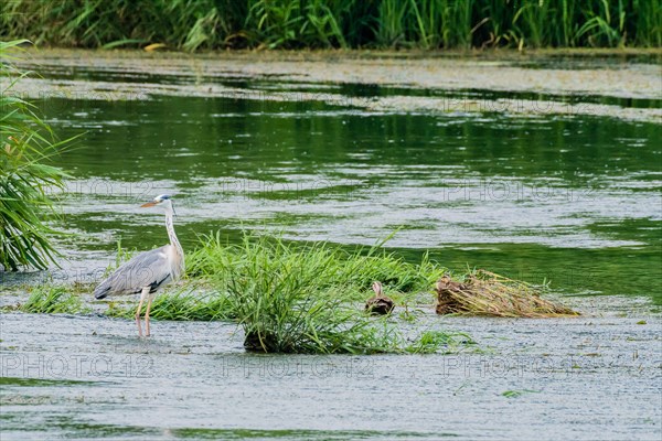 Little blue heron standing on a pebbled sandbar in a shallow river hunting for food