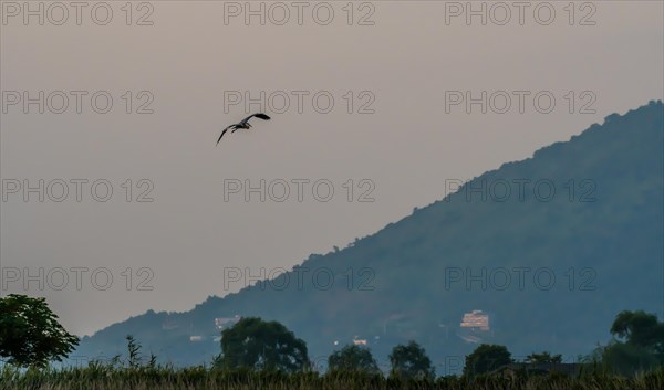 Large gray heron flying over a grassy wetland against an overcast sky