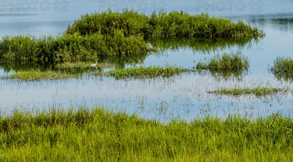 Landscape of a lake with a white egret and a blue heron standing in tall reeds