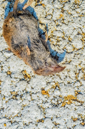 Carcass of dead mole laying on pavement that has been paint white
