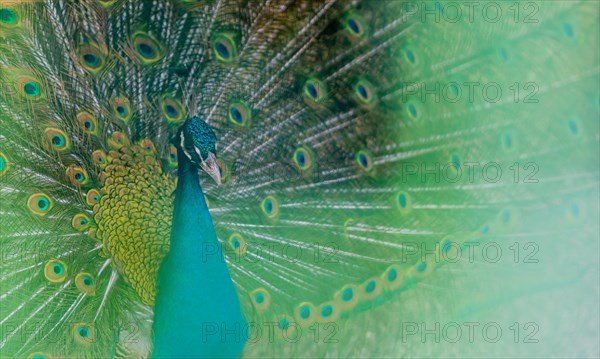Extreme closeup of a beautiful blue peacock with his tail feathers extended out with a soft green blur in the foreground