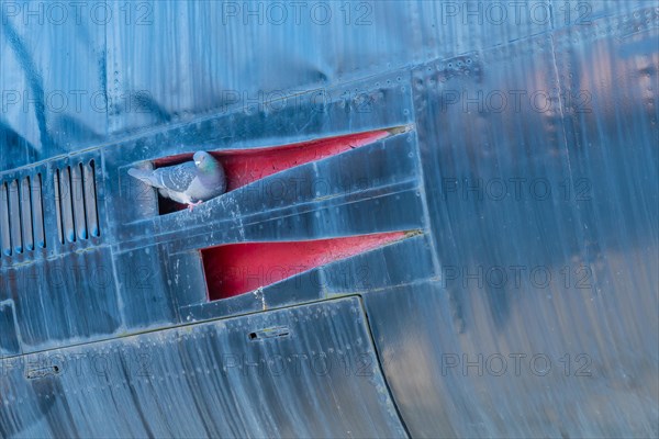 Rock pigeon perched in opening on side of aircraft