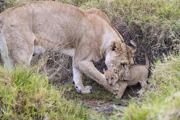 Lion (Panthera leo) Masai Mara Kenya